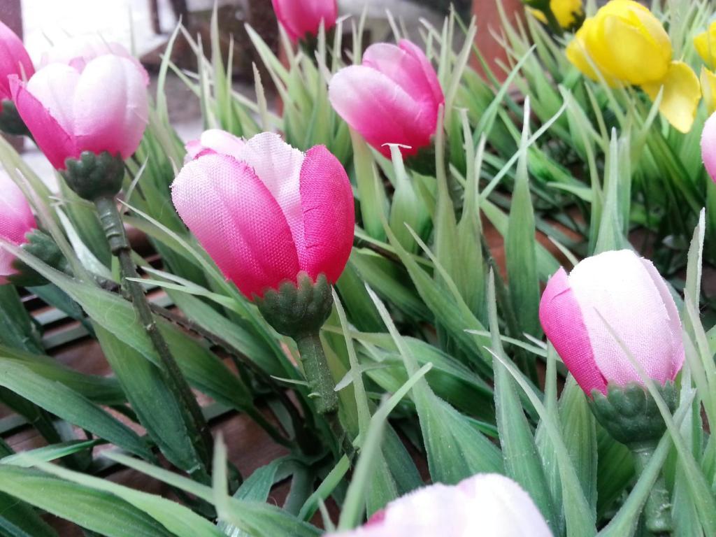 הו צ'י מין סיטי Pink Tulip Hotel מראה חיצוני תמונה
